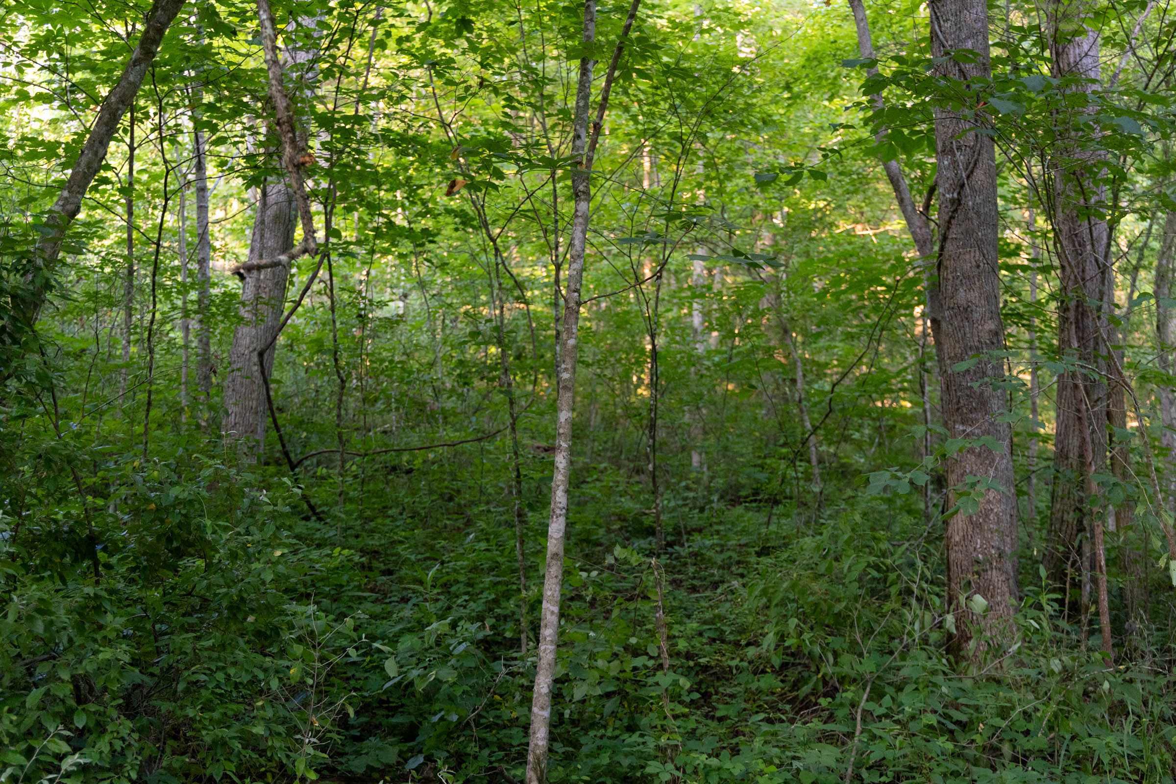 Tract 62 at Creek Hollow Phase II in Rockcastle County, Kentucky