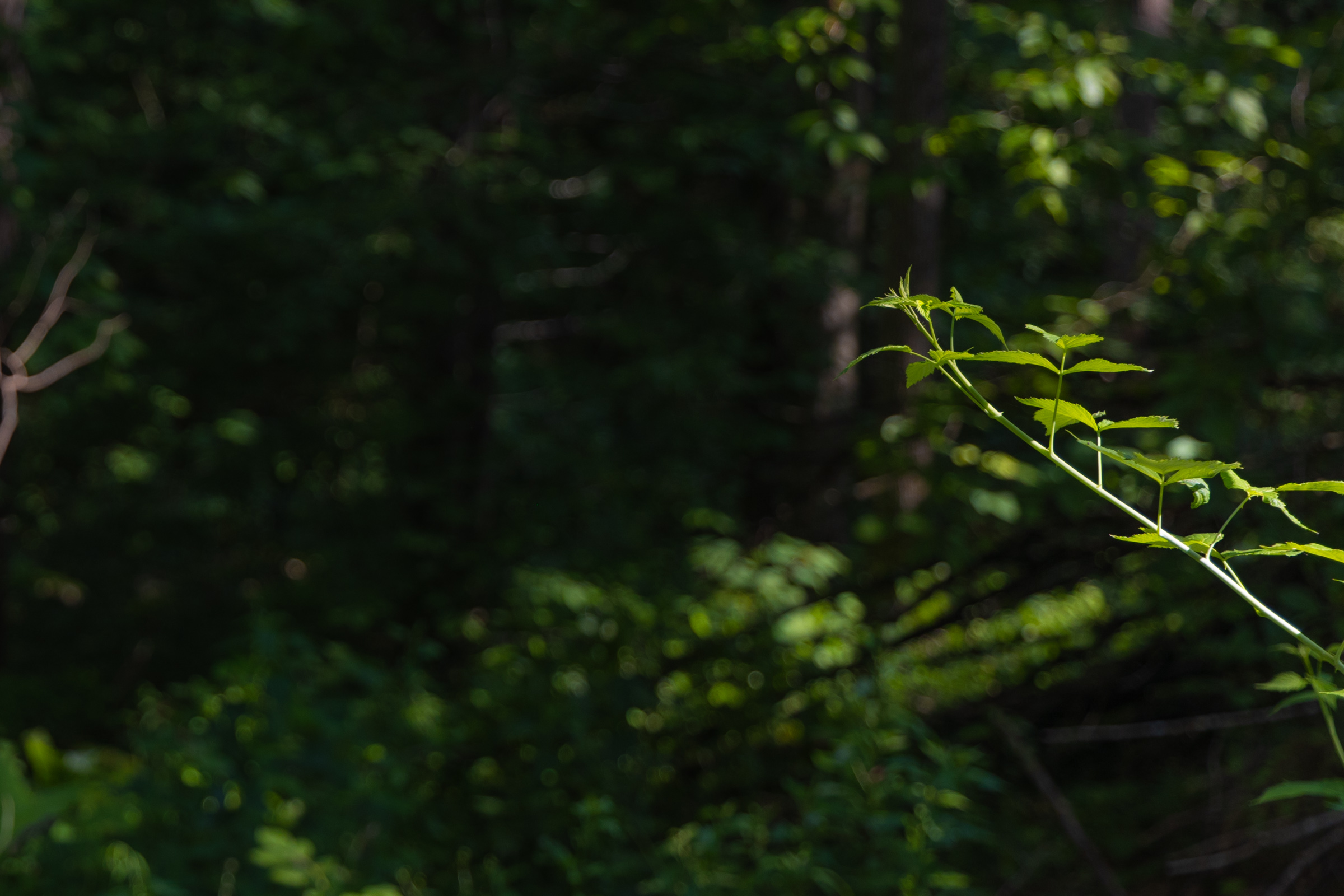 Tract 65 at Creek Hollow Phase II in Rockcastle County, Kentucky