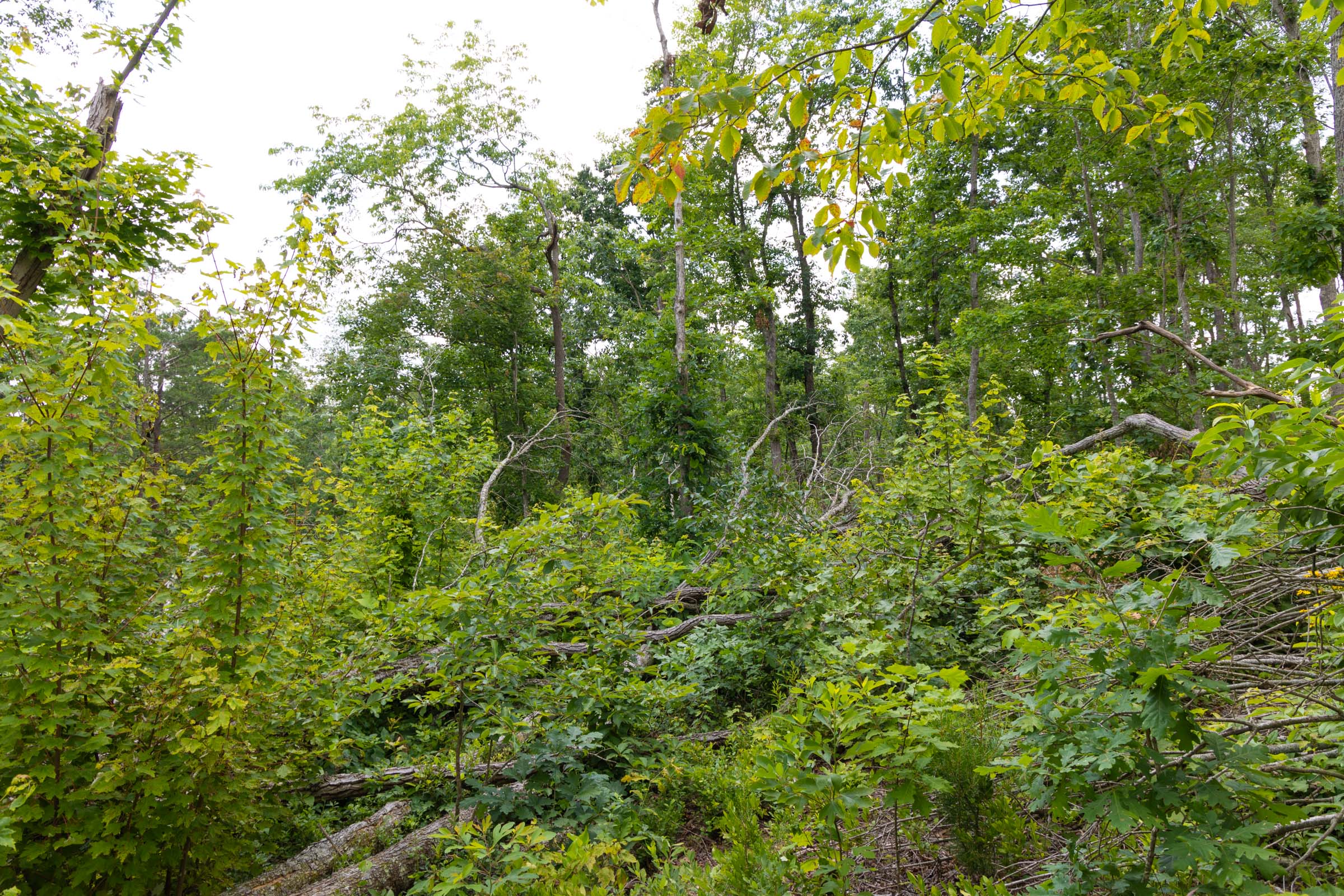 Tract 68 at Creek Hollow Phase II in Rockcastle County, Kentucky