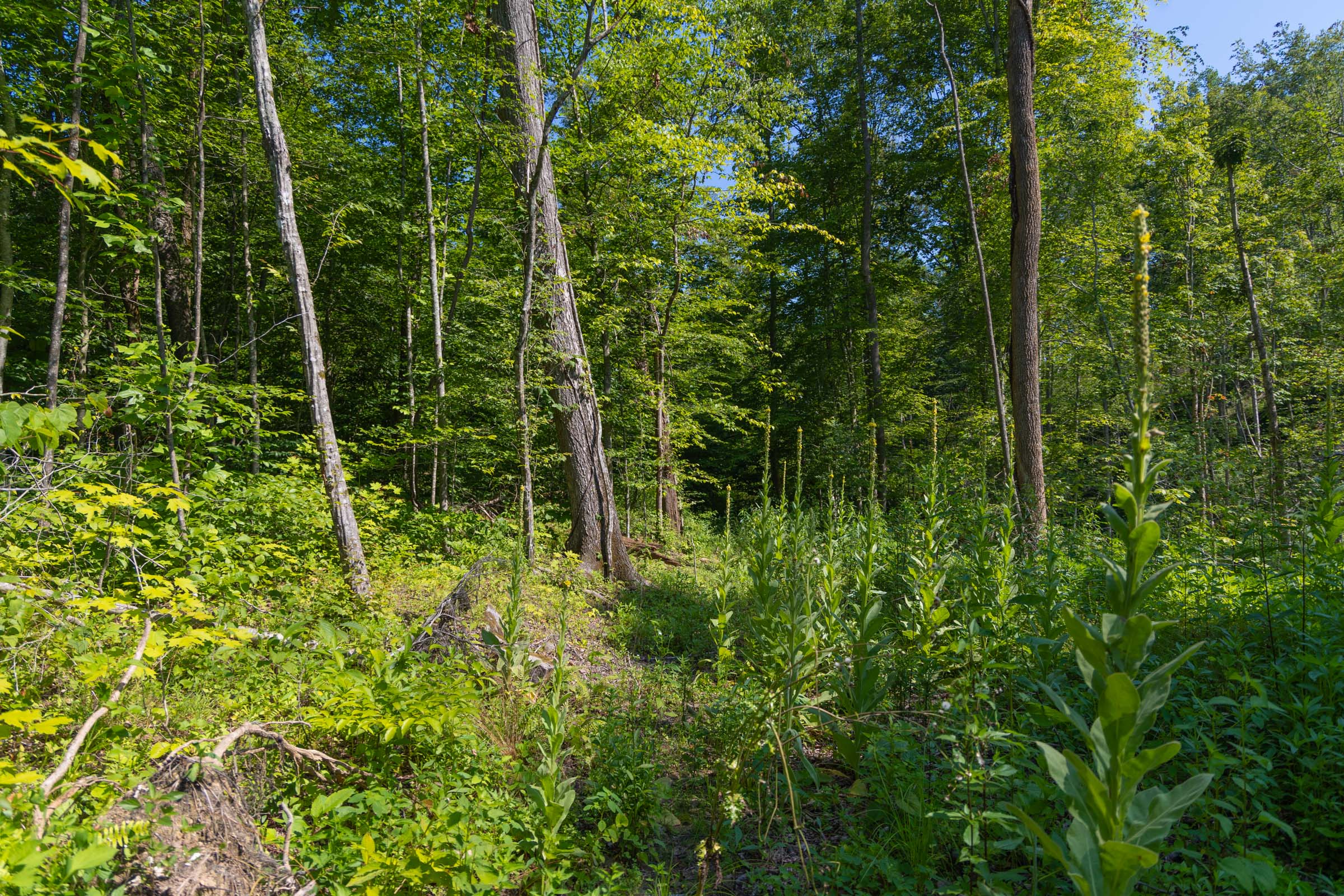 Tract 74 at Creek Hollow Phase II in Rockcastle County, Kentucky