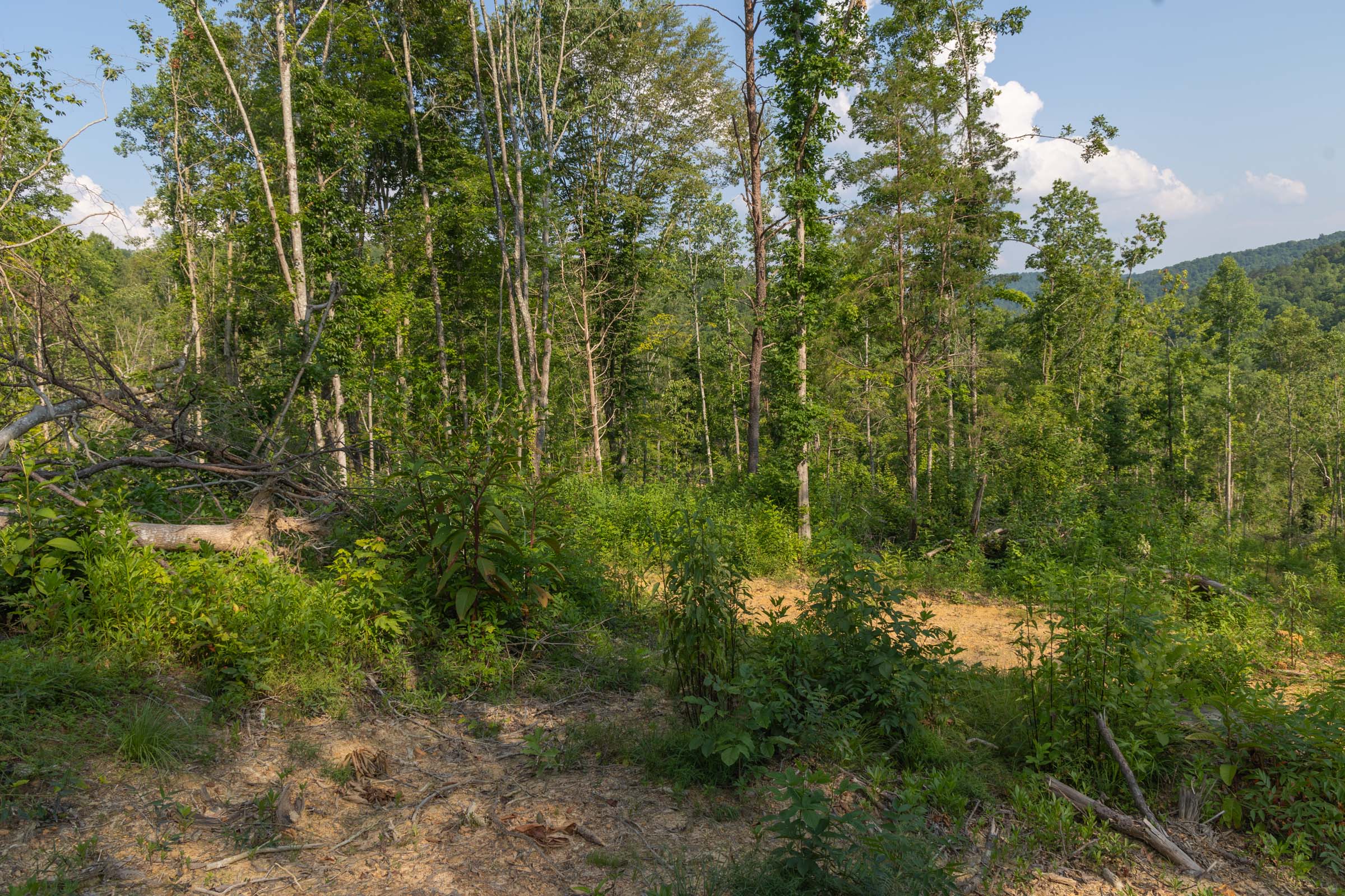 Tract 82 at Creek Hollow Phase II in Rockcastle County, Kentucky