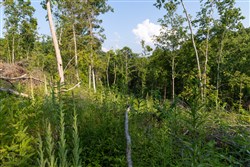 property photo for Creek Hollow Phase II Tract 85, 7.65 acres for sale in Rockcastle County, Kentucky