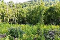 property photo for Creek Hollow Phase II Tract 85, 7.65 acres for sale in Rockcastle County, Kentucky