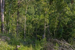 property photo for Creek Hollow Phase II Tract 86, 10.83 acres for sale in Rockcastle County, Kentucky