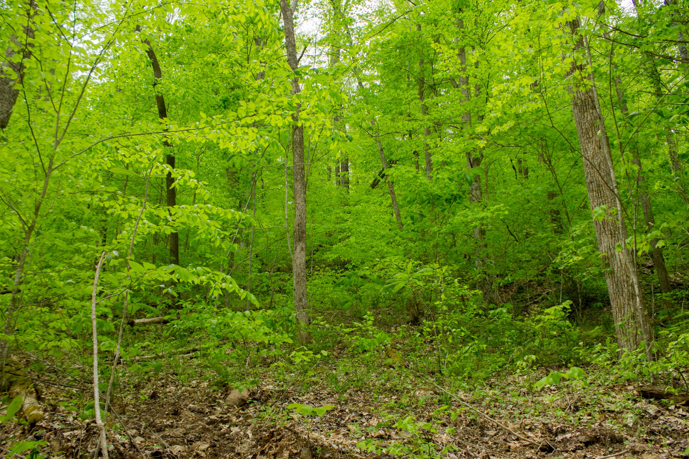 Tract 15 at Trails End in Rockcastle County, Kentucky