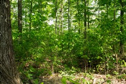 property photo for Trails End Tract 20, 12.54 acres for sale in Rockcastle County, Kentucky