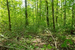 property photo for Trails End Tract 20, 12.54 acres for sale in Rockcastle County, Kentucky