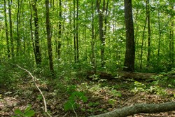 property photo for Trails End Tract 20, 12.54 acres for sale in Rockcastle County, Kentucky
