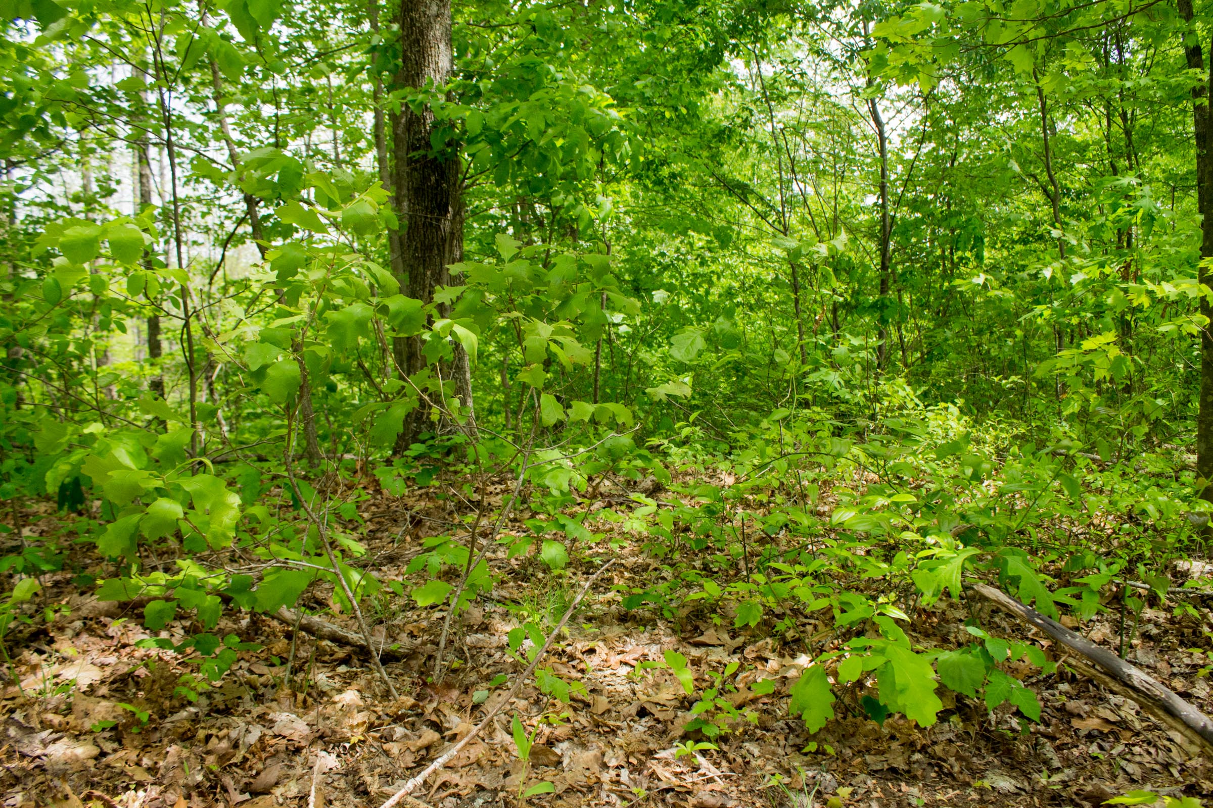 Tract 7 at Trails End in Rockcastle County, Kentucky