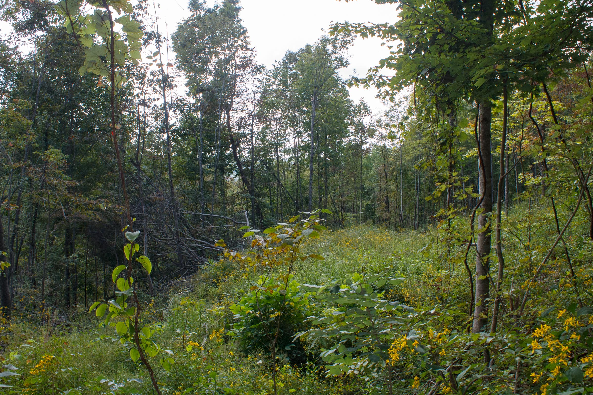 Tract 17 at Wounded Oak in Rockcastle County, Kentucky