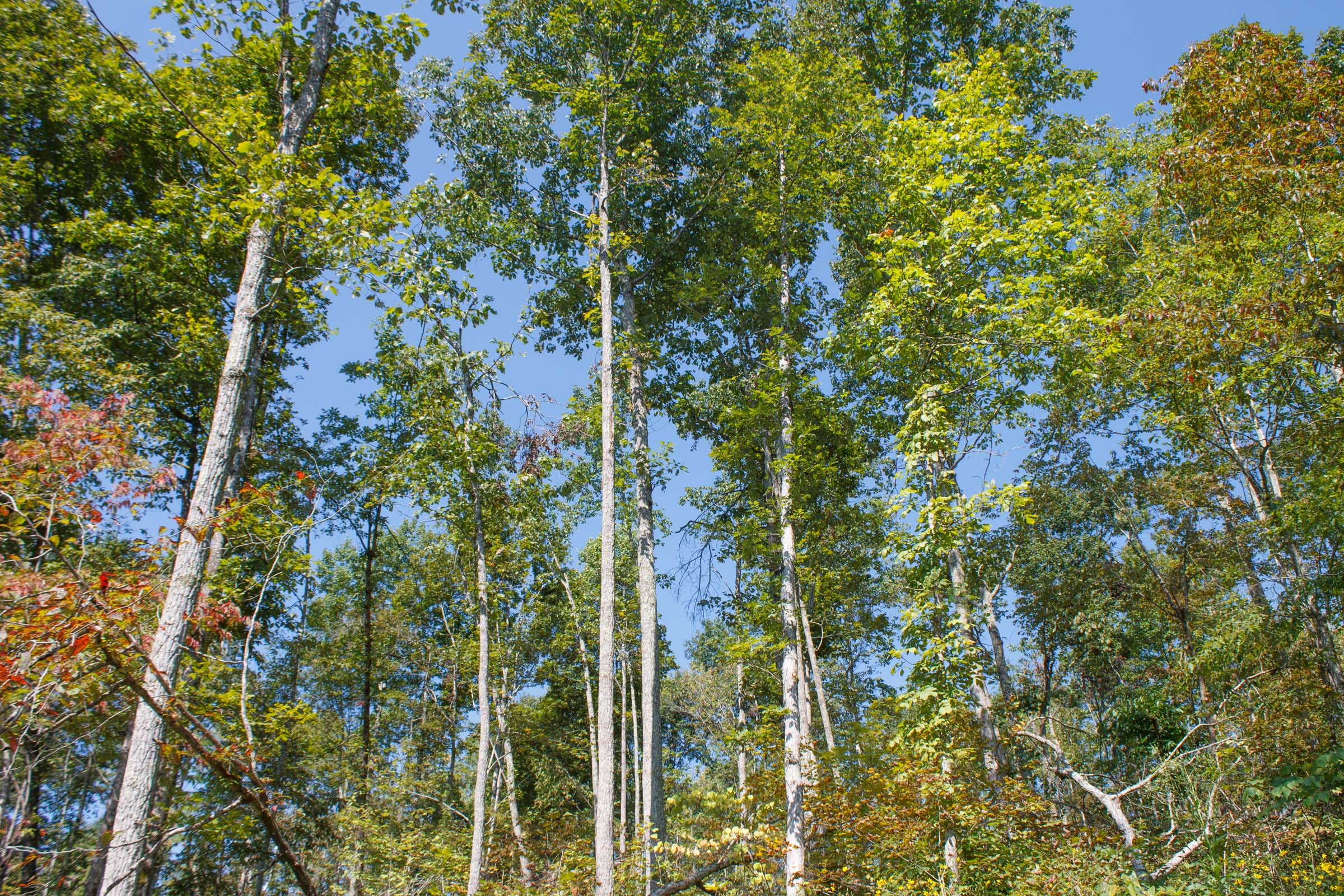 Tract 21 at Wounded Oak in Rockcastle County, Kentucky