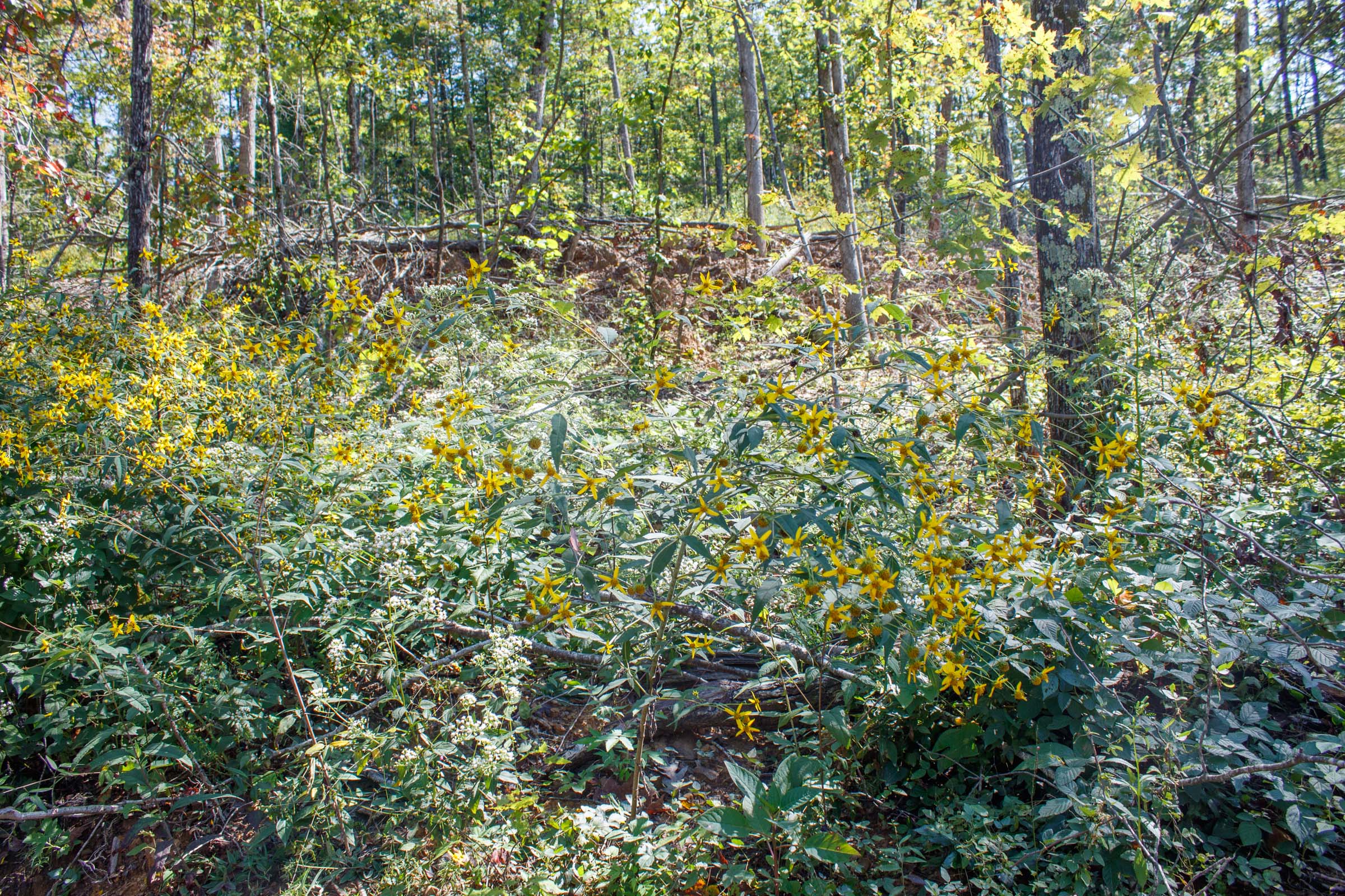 Tract 22 at Wounded Oak in Rockcastle County, Kentucky
