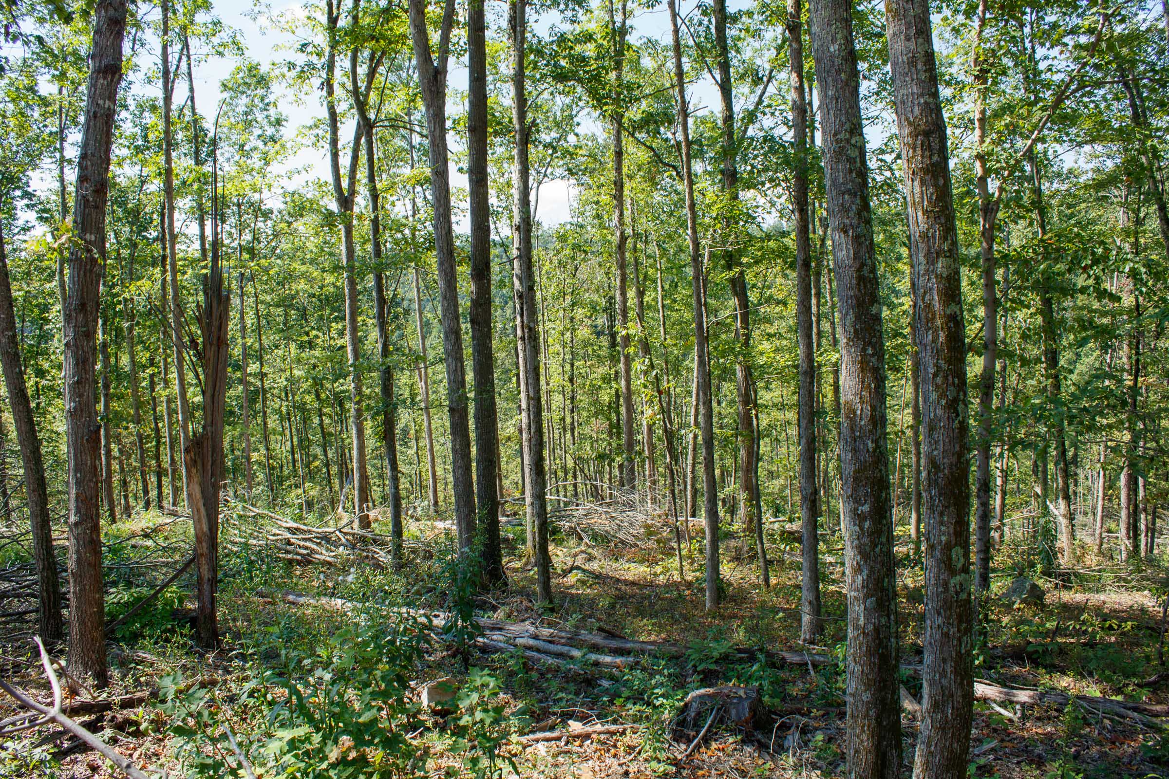 Tract 3 at Wounded Oak in Rockcastle County, Kentucky