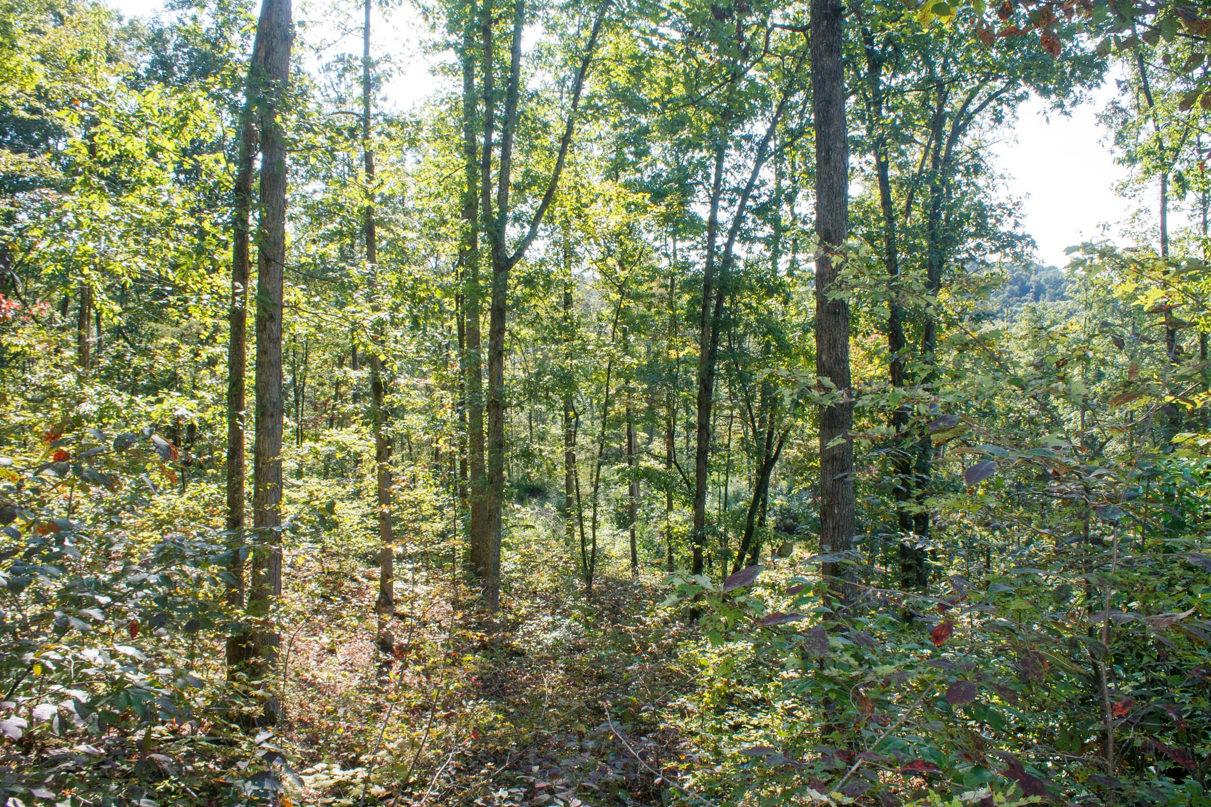 Tract 8 at Wounded Oak in Rockcastle County, Kentucky