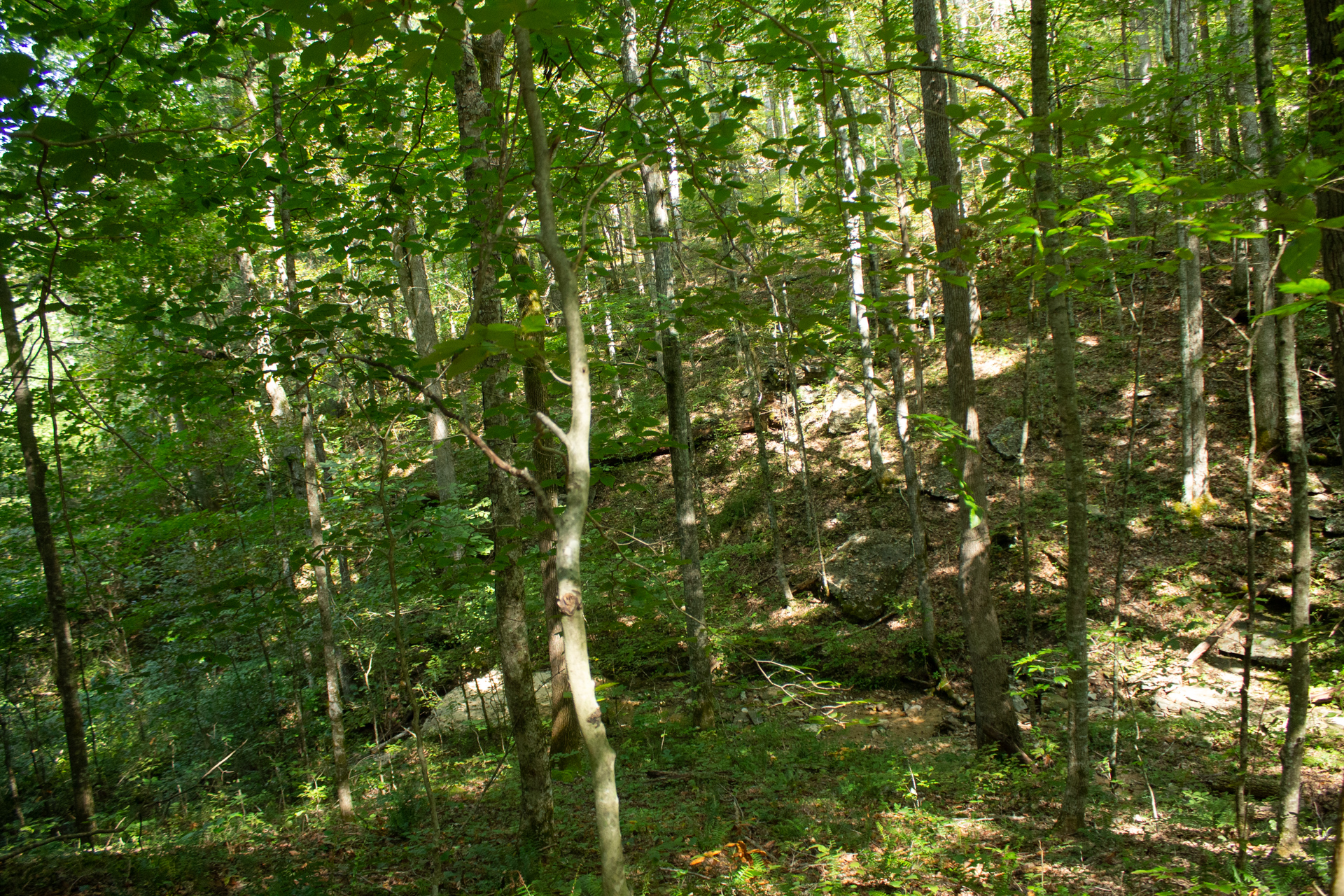 Tract 2 at Blue Grass Ridge in Wayne County, Kentucky