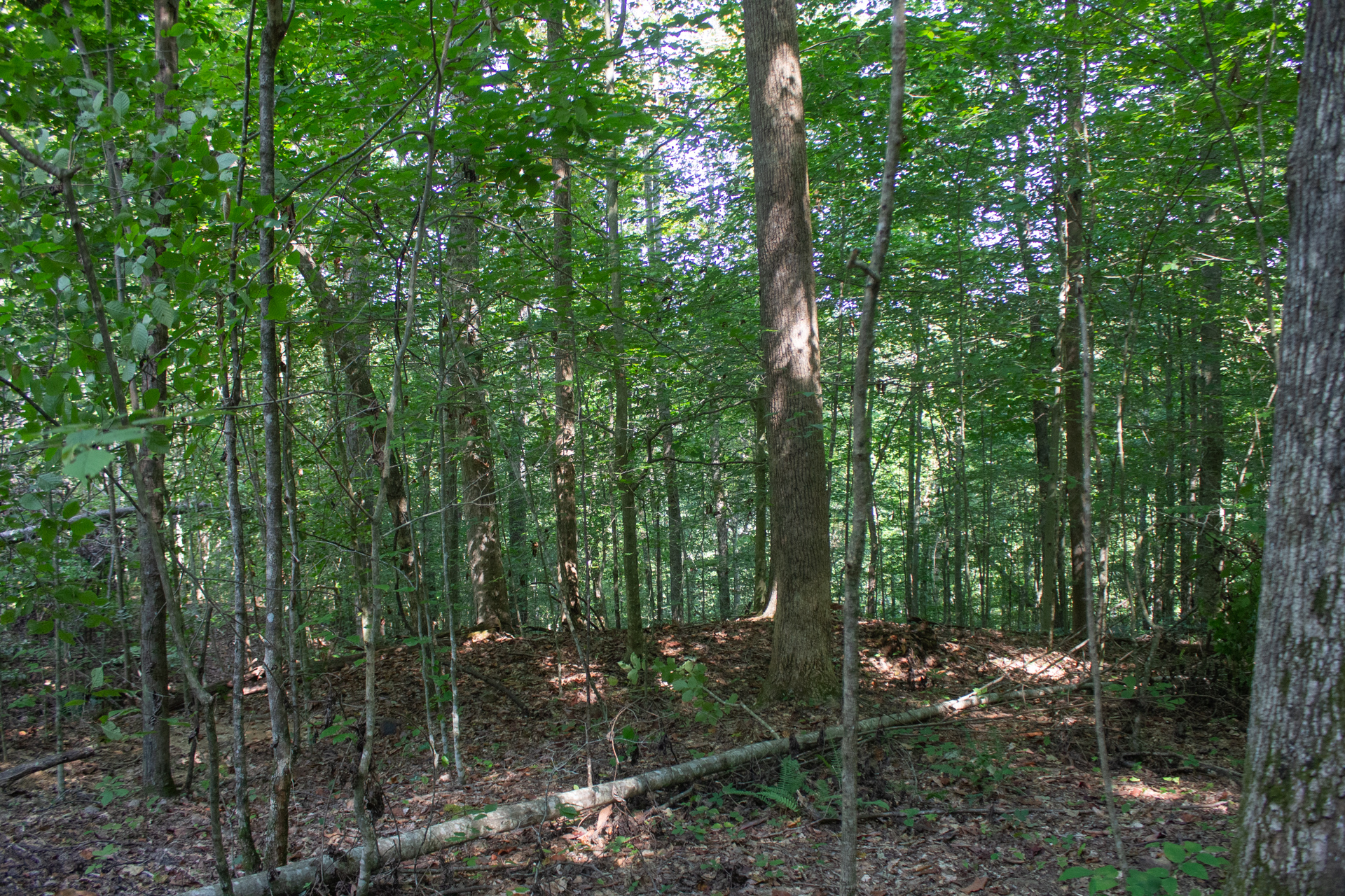 Tract 4 at Blue Grass Ridge in Wayne County, Kentucky