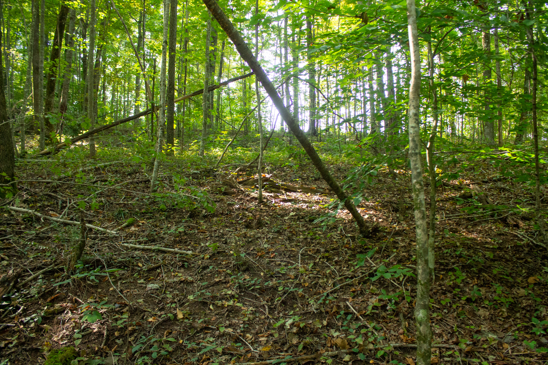 Tract 7 at Blue Grass Ridge in Wayne County, Kentucky