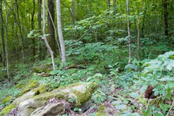 property photo for Bluewater Ridge Tract 12, 4.32 acres for sale in Wayne County, Kentucky