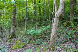 property photo for Bluewater Ridge Tract 12, 4.32 acres for sale in Wayne County, Kentucky