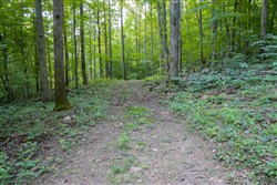 property photo for Bluewater Ridge Tract 12, 4.32 acres for sale in Wayne County, Kentucky