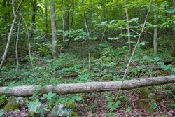 property photo for Bluewater Ridge Tract 12, 4.32 acres for sale in Wayne County, Kentucky