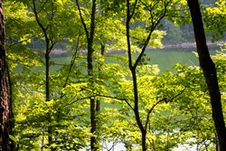property photo for Bluewater Ridge Tract 15, 3.25 acres for sale in Wayne County, Kentucky