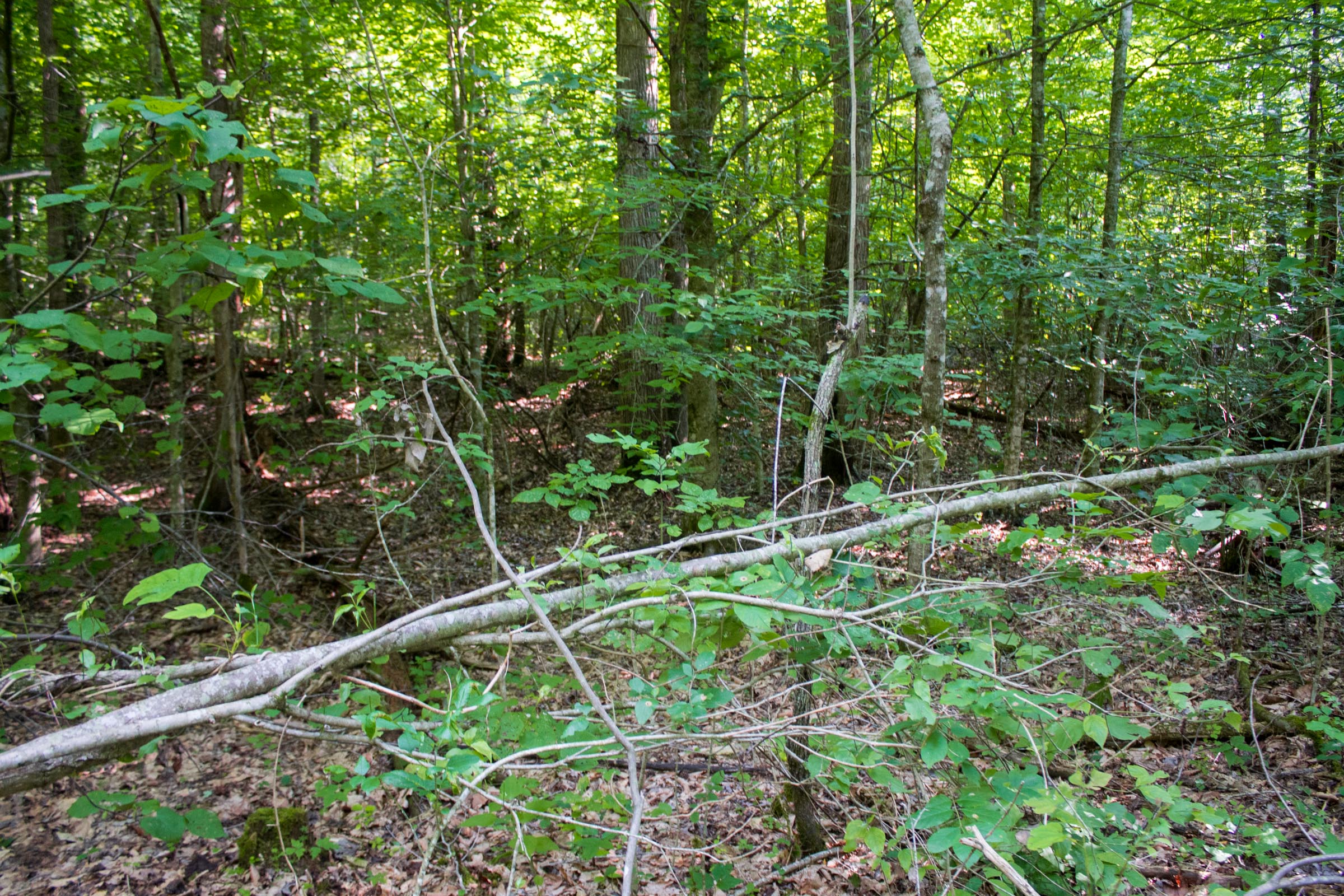 Tract 28 at Bluewater Ridge in Wayne County, Kentucky