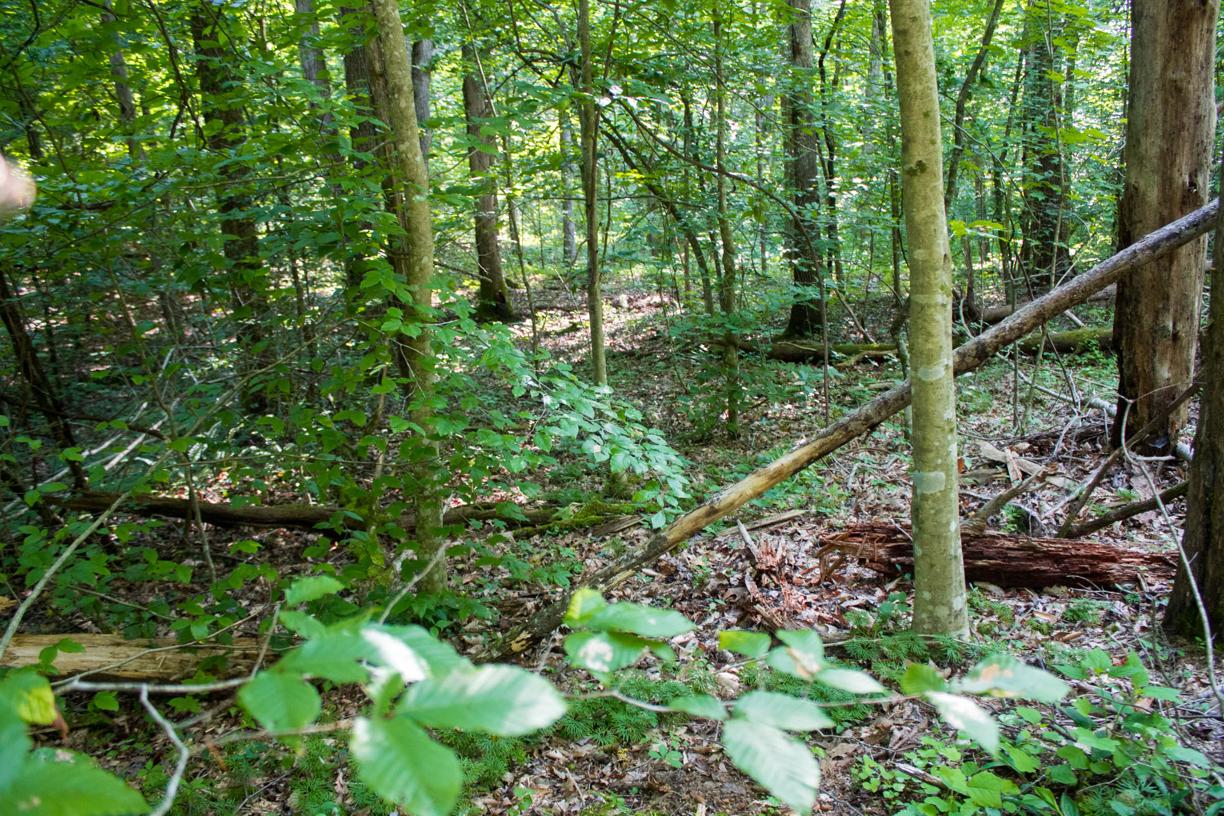 Tract 29 at Bluewater Ridge in Wayne County, Kentucky