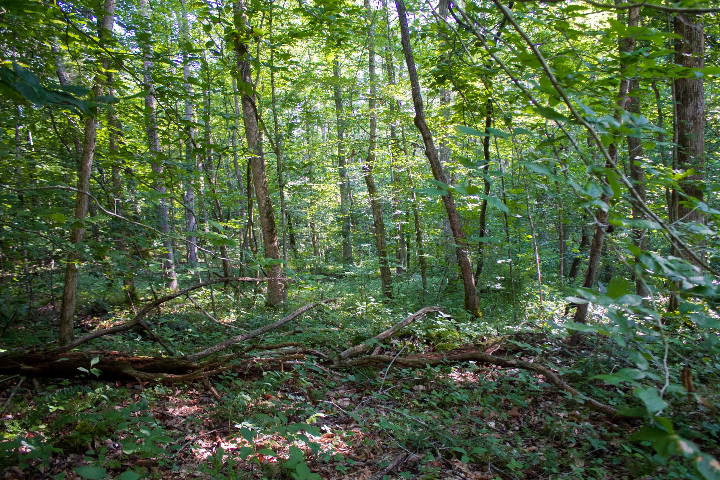 Tract 30 at Bluewater Ridge in Wayne County, Kentucky