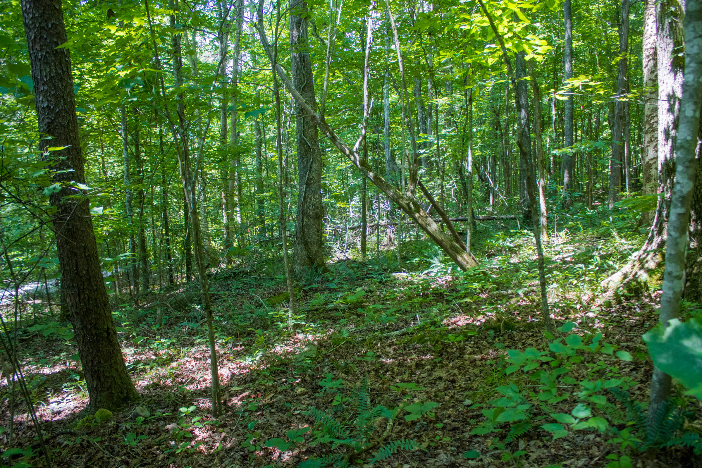 Tract 5 at Bluewater Ridge in Wayne County, Kentucky
