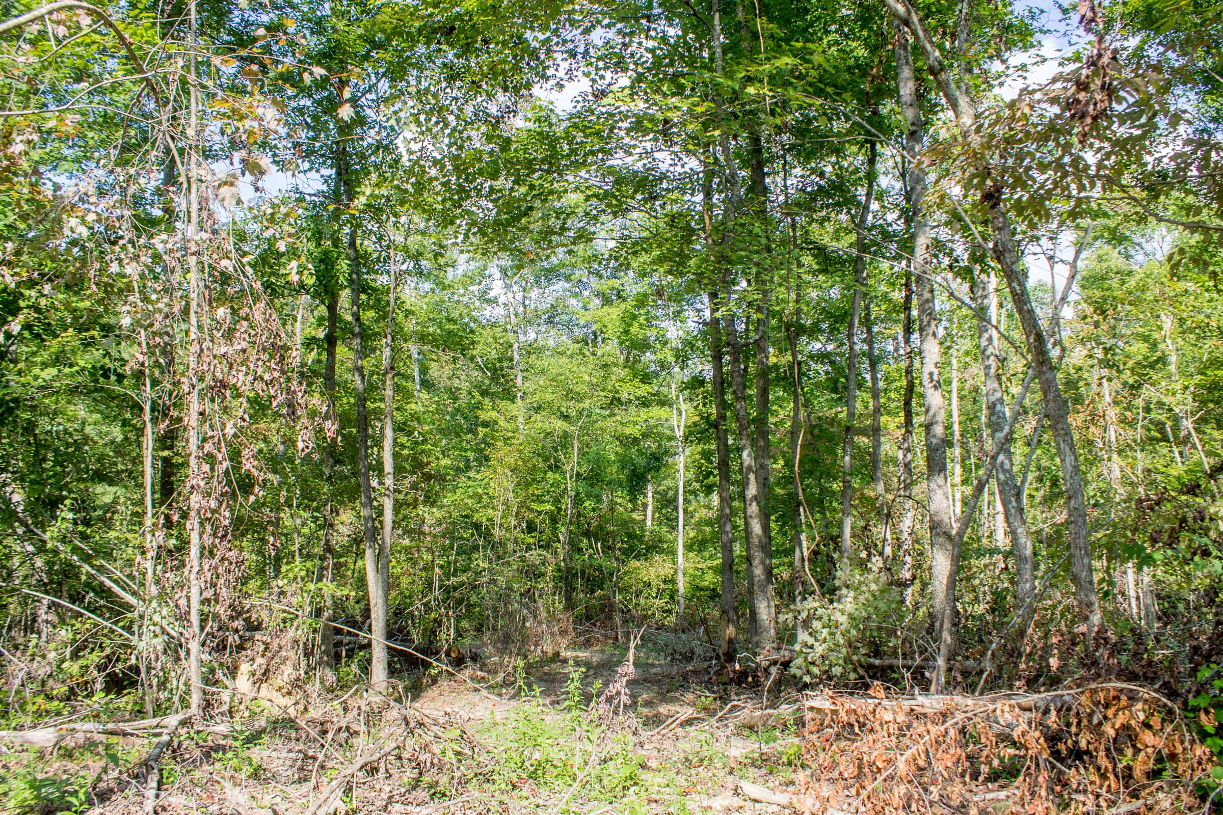 Tract 17 at Buck Run Ridge in Wayne County, Kentucky