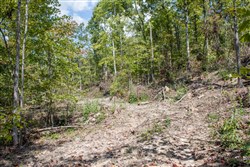 property photo for Buck Run Ridge Tract 21, 13.07 acres for sale in Wayne County, Kentucky