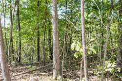 property photo for Buck Run Ridge Tract 21, 13.07 acres for sale in Wayne County, Kentucky