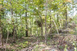 property photo for Buck Run Ridge Tract 21, 13.07 acres for sale in Wayne County, Kentucky