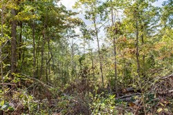 property photo for Buck Run Ridge Tract 21, 13.07 acres for sale in Wayne County, Kentucky