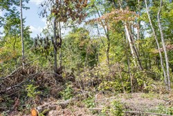property photo for Buck Run Ridge Tract 21, 13.07 acres for sale in Wayne County, Kentucky