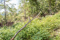 property photo for Buck Run Ridge Tract 26, 11.11 acres for sale in Wayne County, Kentucky