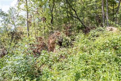 property photo for Buck Run Ridge Tract 26, 11.11 acres for sale in Wayne County, Kentucky