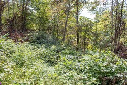 property photo for Buck Run Ridge Tract 26, 11.11 acres for sale in Wayne County, Kentucky