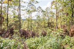 property photo for Buck Run Ridge Tract 26, 11.11 acres for sale in Wayne County, Kentucky