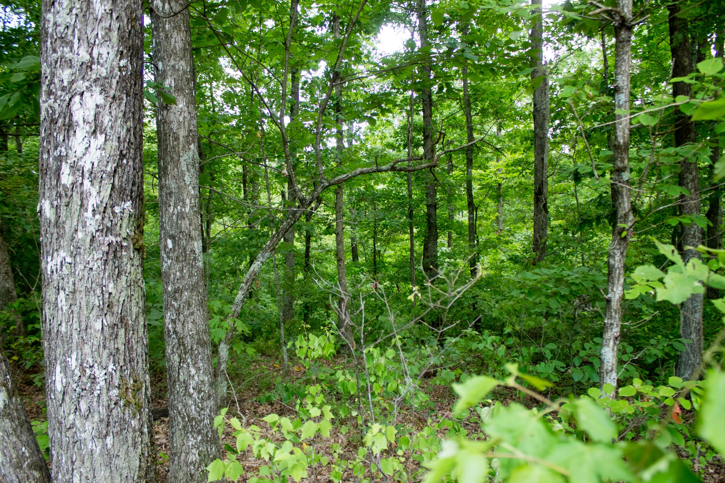Tract 27 at Buck Run Ridge in Wayne County, Kentucky