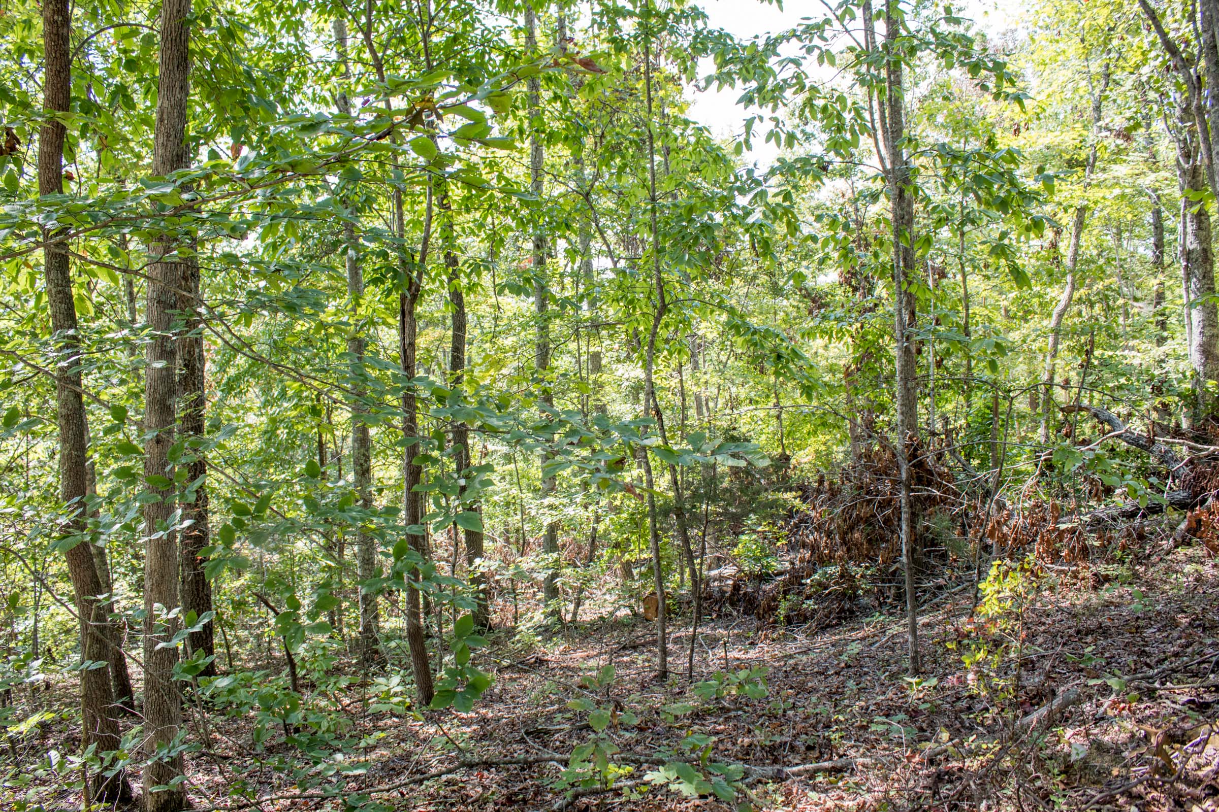 Tract 28 at Buck Run Ridge in Wayne County, Kentucky
