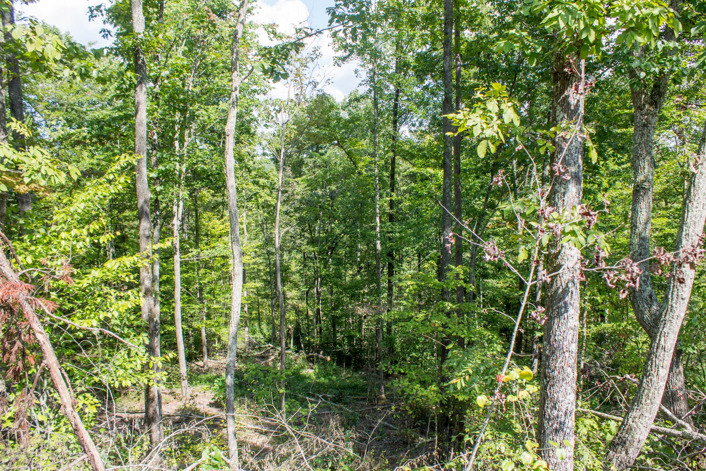 Tract 4 at Buck Run Ridge in Wayne County, Kentucky