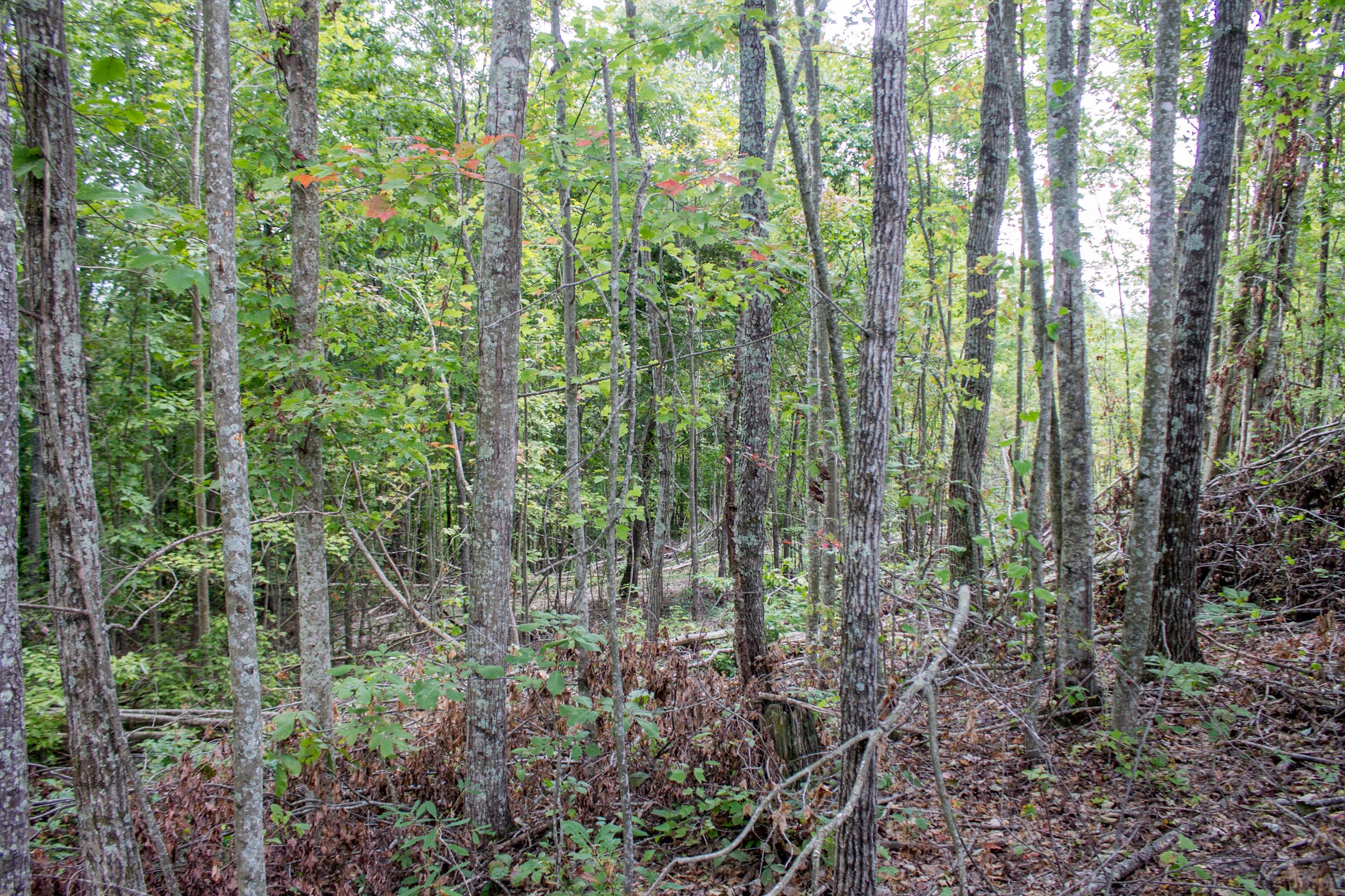 Tract 9 at Buck Run Ridge in Wayne County, Kentucky