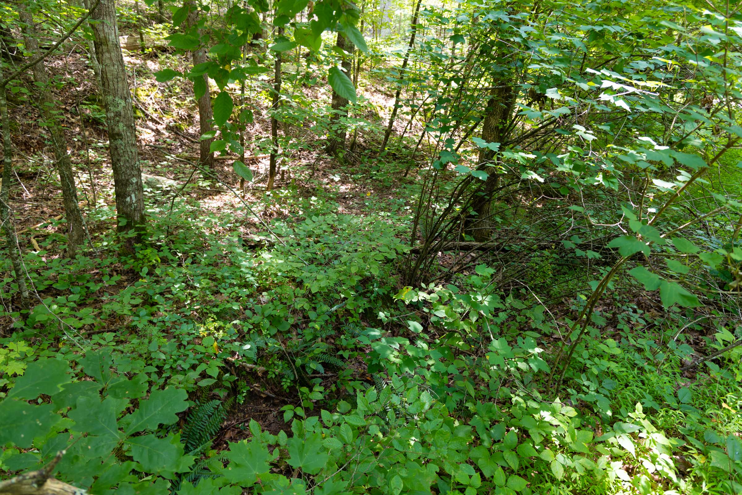 Tract 2 at Poppys Point in Wayne County, Kentucky