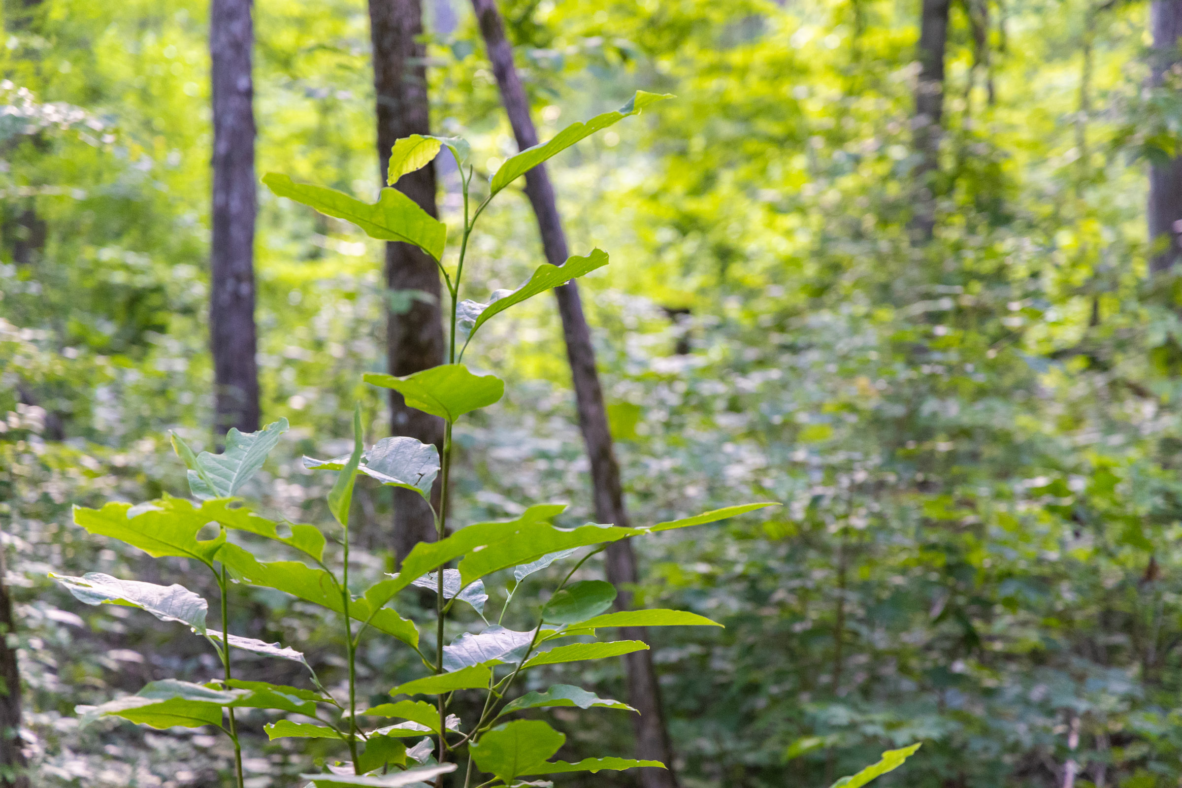 Tract 5 at Poppys Point in Wayne County, Kentucky