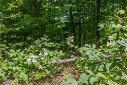 property photo for Riverbend Tract 13, 3.66 acres for sale in Wayne County, Kentucky