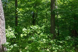 property photo for Riverbend Tract 13, 3.66 acres for sale in Wayne County, Kentucky