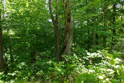 property photo for Riverbend Tract 13, 3.66 acres for sale in Wayne County, Kentucky