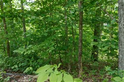 property photo for Riverbend Tract 13, 3.66 acres for sale in Wayne County, Kentucky